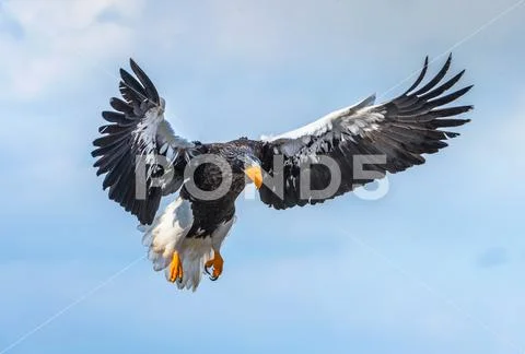 Steller's sea eagle in flight. Blue sky background. Scientific name: Haliaeet Stock Photos