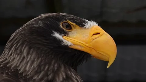 Steller's Sea Eagle Stock Footage 234000653