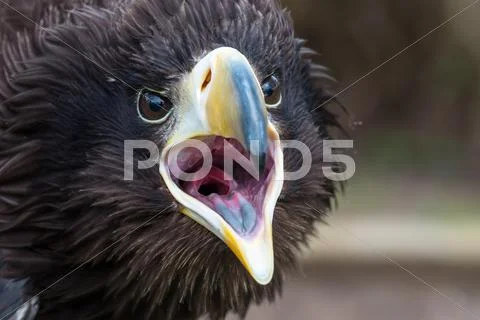 Stellers Sea Eagle gape Stock Photos