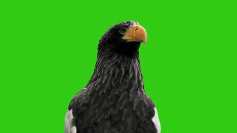 Steller's sea eagle head close-up portrait isolated on green background. Stock Footage 345170899