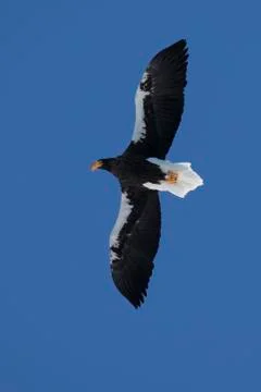 Steller's sea eagle hovering over Avachinsky bay on a clear, sunny winter day Stock Photos