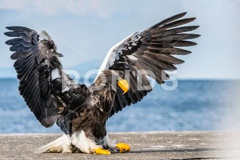 Steller's sea eagle landing. Scientific name: Haliaeetus pelagicus. Snow cov Stock Photos