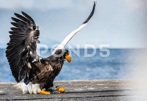 Steller's sea eagle landing. Scientific name: Haliaeetus pelagicus. Snow cov Stock Photos