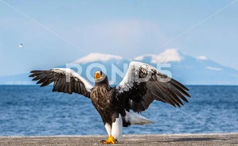 Steller's sea eagle landing. Scientific name: Haliaeetus pelagicus. Snow cov Stock Photos