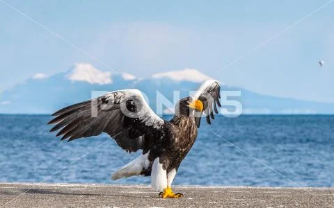 Steller's sea eagle landing. Scientific name: Haliaeetus pelagicus. Snow cov Stock Photos