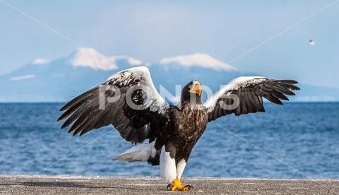 Steller's sea eagle landing. Scientific name: Haliaeetus pelagicus. Snow cov Stock Photos