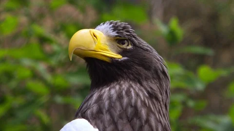 Steller's sea eagle looking for prey Stock-Footage 91940697