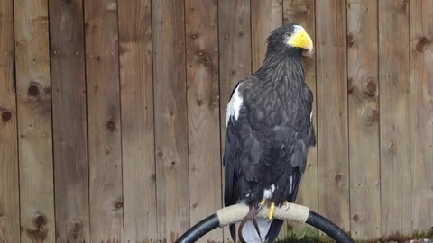 Stellers Sea Eagle perched majestically ready to take off in flight (HD, Slo-Mo) Stock-Footage 85025571