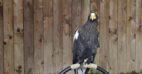 Stellers Sea Eagle perched majestically ready to take off in flight (4K) Stock-Footage 85277848