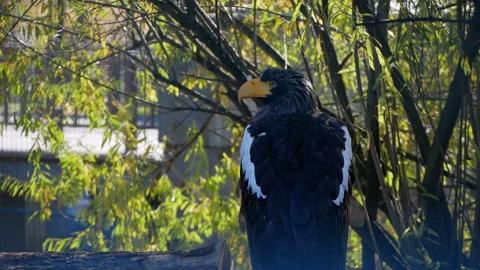 Steller's sea eagle is perching on a branch. It is looking around, observing its Stock Footage 293078488