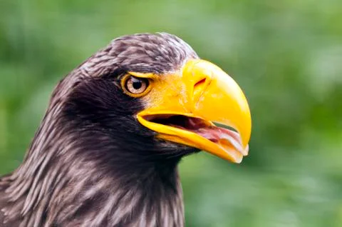 Steller's sea eagle Stock Photos