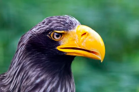 Steller's sea eagle Stock Photos
