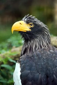 Steller's sea eagle Foto stock