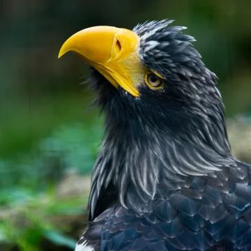 Steller's sea eagle Stock Photos