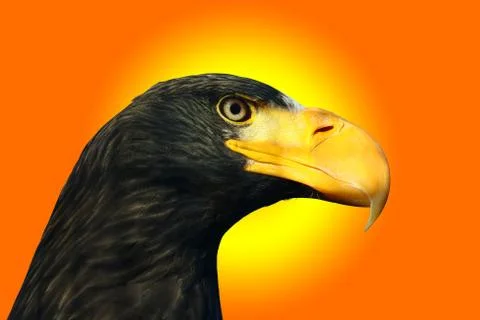 Steller's sea eagle Stock Photos