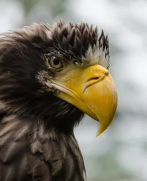Steller's sea eagle. Stock Photos
