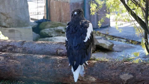 Steller's sea eagle preening on thick tree trunk. Wild raptor grooming feathers Stock Footage 319790472