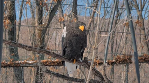 Steller's Sea Eagle is sitting on the tree branch and looking at the camera in Stock Footage 152897012