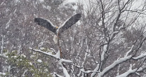 Steller's sea eagle in snow Vídeos de archivo 219865850