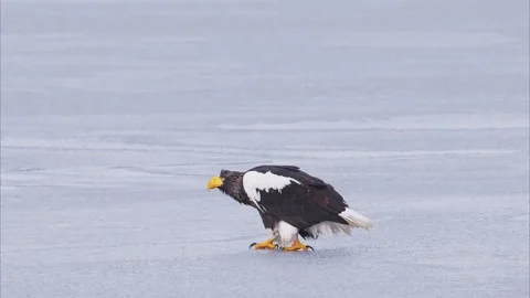Steller's sea eagle walking on ice Stock Footage 320513702