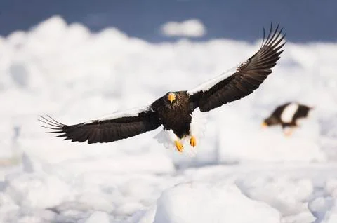 Steller's Sea Eagles, Shiretoko Peninsula, Hokkaido, Japan Stock Photos