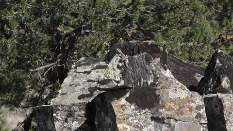 Stellion lizard (Laudakia stellio) basking on a sun-drenched rock in Cyprus Stock Footage 336739936