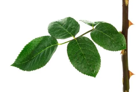 Stem and leaf roses Stock Photos