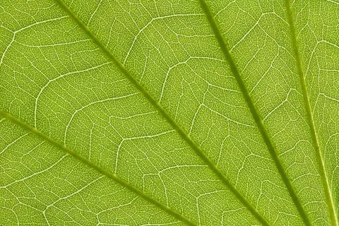 Stem and leaf texture for pattern Stock Photos