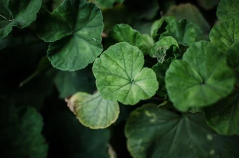 Stem and leaves Stock Photos