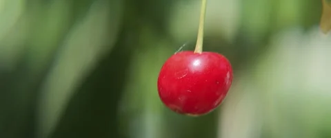 Stem and ripe sour cherry shallow DOF 5.7K anamorphic video Stock Footage 311506520