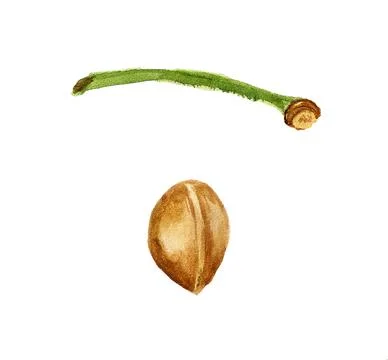 Stem and stone of cherry Stock Illustration