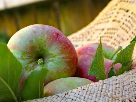 Stem Of An Apple 写真素材