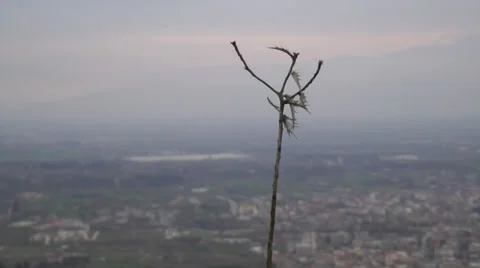 Stem on a background of a city Vídeos de archivo 35550020