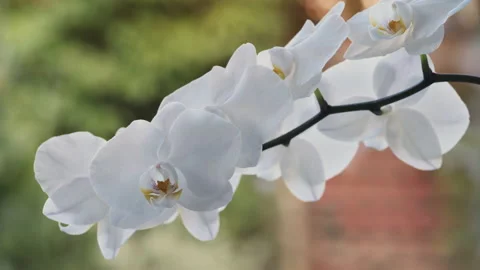 A stem of beautiful white moth orchid flowers - close up 2. 4K locked tripod Stock Footage 162404542