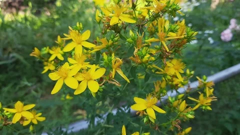 Stem of blooming St John's wort on blurred background Stock Footage 233453793