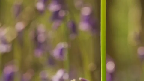 The stem of a bluebell with abstract shallow focus bluebells background Stockbeeldmateriaal 240034685