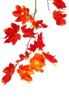 Stem of bright red maple leaves Stock-Fotos