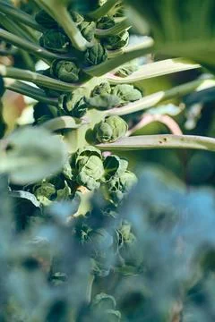 Stem with Brussels Sprouts growing Stock Photos