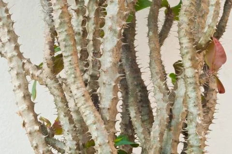 Stem of cactus Stock Photos