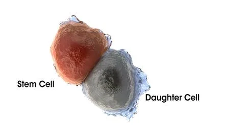 A stem cell is a cell with the unique ability to develop into specialised cel イラスト素材