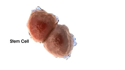 A stem cell is a cell with the unique ability to develop into specialised cel 스톡 일러스트