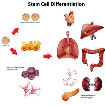 Stem cell differentiation diagram Illustrazione stock