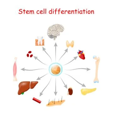Stem cell differentiation Illustration