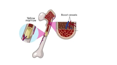 Stem Cell Hematopoiesis Formation Animation Stock Footage 252160141