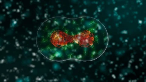 Stem cell with red nucleus is dividing on two cells on green abstract background Video stock 124690718