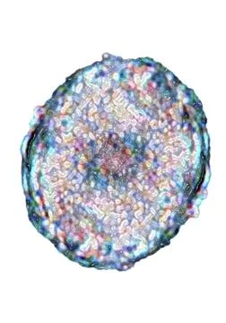  Stem cell Stem cell. Computer image based on an optical microscope image ... Stock Photos