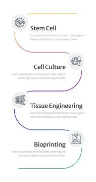 From stem cells to engineered tissue multicolor gradient infographic 4 steps イラスト素材