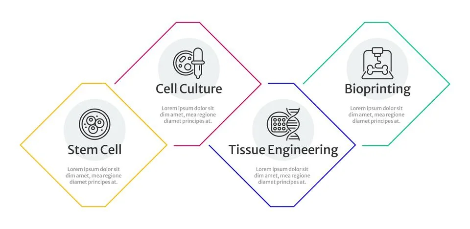 From stem cells to engineered tissue multicolor rhombus infographic 4 steps Stock Illustration