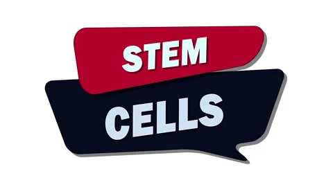 Stem cells – Undifferentiated cells capable of developing Video stock 308715612