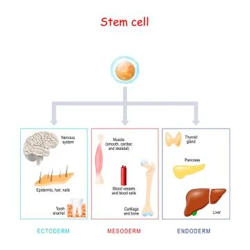 Stem cells on a white background. Stock Illustration